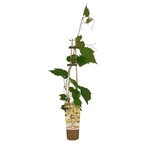 Grape vine Aurora pot, 2L