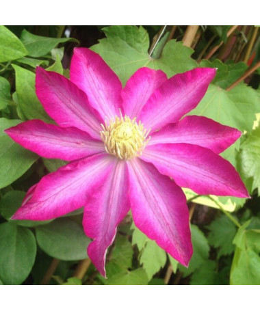 Clematis 'Kakio Pink Champagne'