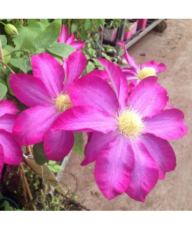 Clematis 'Kakio Pink Champagne'