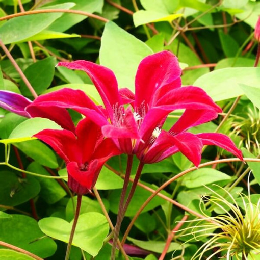 Clematis Gravetye Beauty (botanical) 4L pot