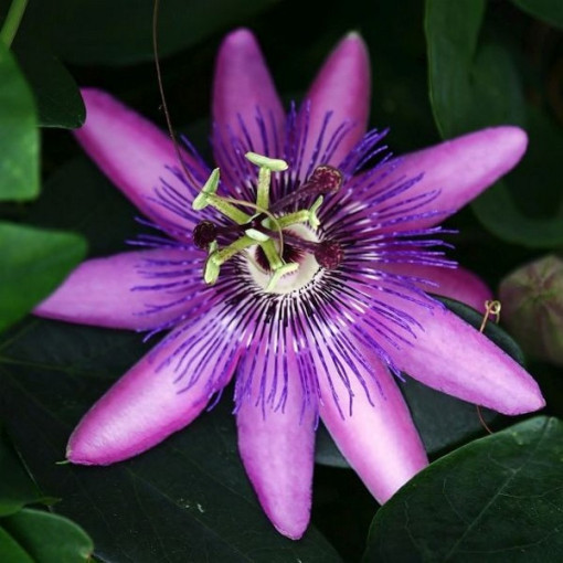 Passiflora (Passionflower) Lavender Lady P9/C1