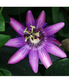 Passiflora (Passionflower) Lavender Lady P9/C1