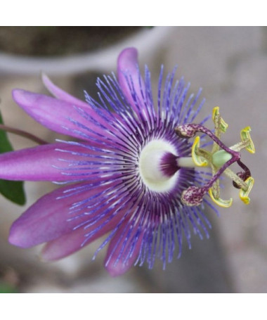 Passiflora (Passionflower) Lavender Lady P9/C1