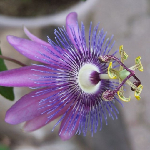 Passiflora (Passionflower) Lavender Lady P9/C1