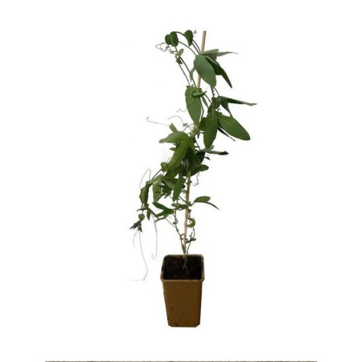 Passiflora (Passionflower) Lavender Lady P9/C1