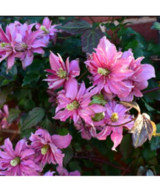 Clematis Montana 'Broughton Star'