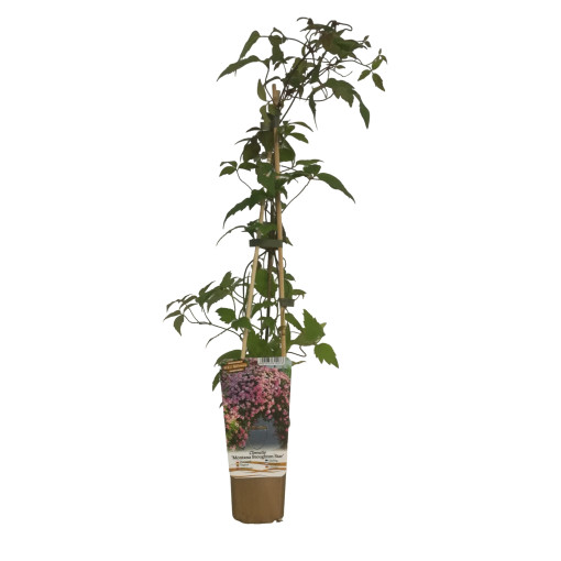 Clematis Montana 'Broughton Star'