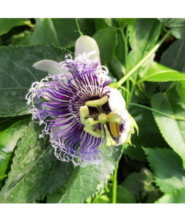 Passiflora (Passionflower) Edulis