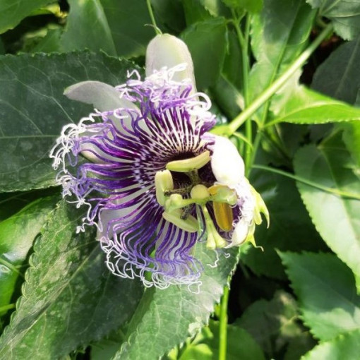 Passiflora (Passionflower) Edulis