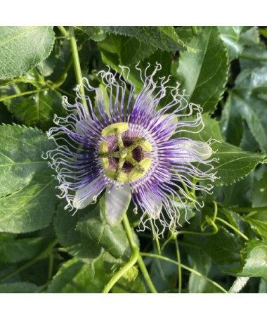 Passiflora (Passionflower) Edulis