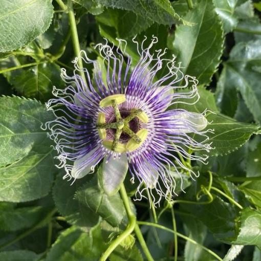 Passiflora (Passionflower) Edulis