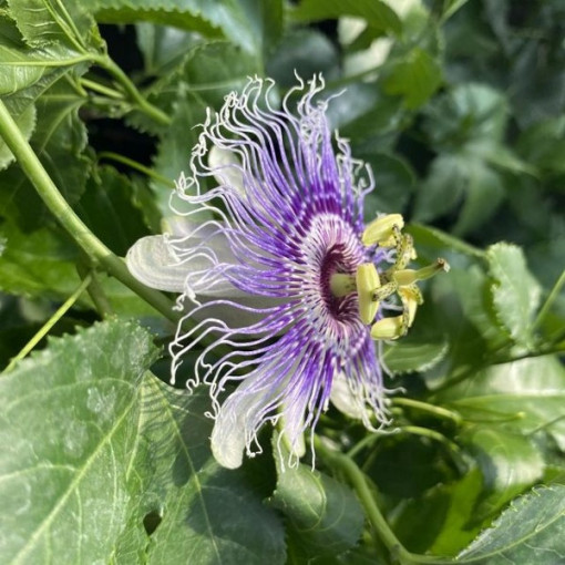 Passiflora (Passionflower) Edulis