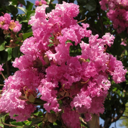 Indian Lagerstroemia (Crape Myrtle)