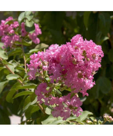 Indian Lagerstroemia (Crape Myrtle)
