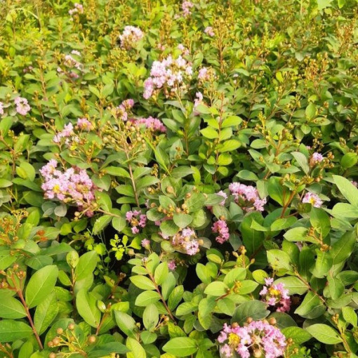 Indian Lagerstroemia (Crape Myrtle)