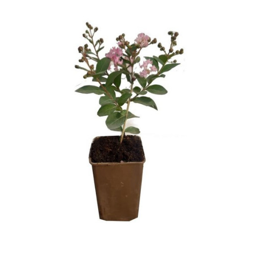 Indian Lagerstroemia (Crape Myrtle)