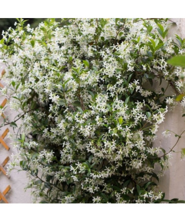 Star Jasmine P9/C1