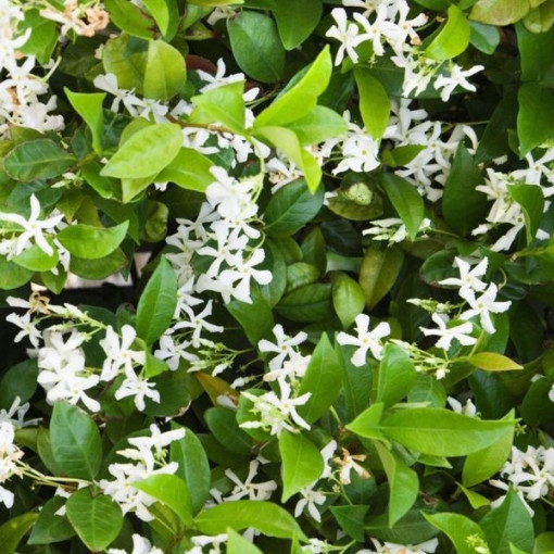 Star Jasmine P9/C1