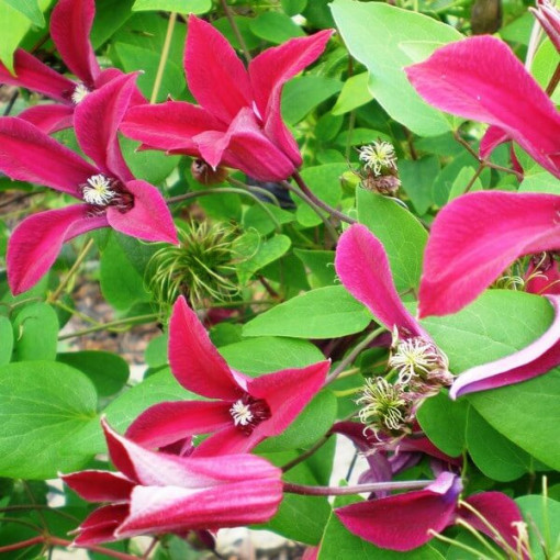 Clematis Gravetye Beauty (botanical) 4L pot