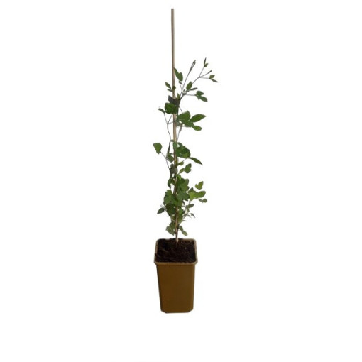 Clematis 'Taiga®'P9/C1