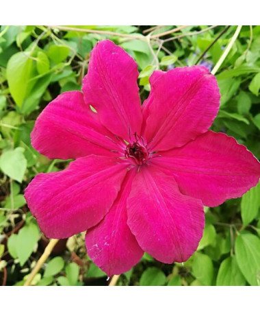 Clematis ‘Stefan Franczak'  2L
