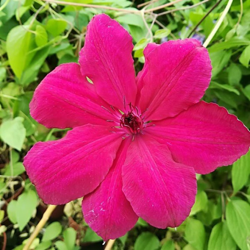 Clematis ‘Stefan Franczak'  2L
