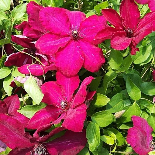 Clematis ‘Stefan Franczak'  2L