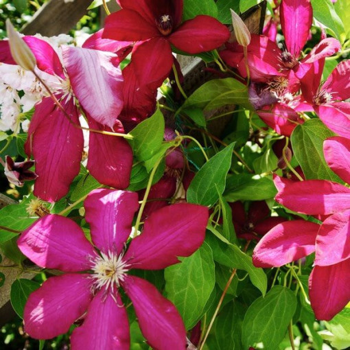Clematis ‘Stefan Franczak'  2L