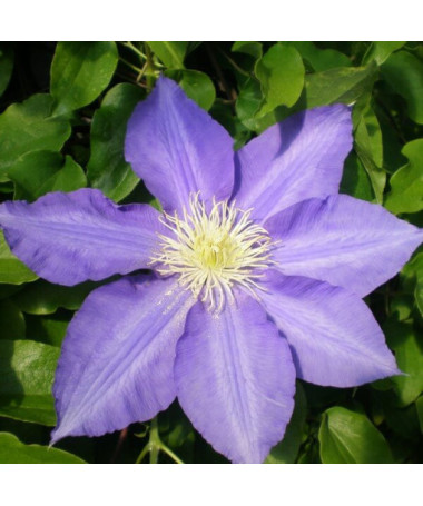 Clematis Lasurstern (large-flowered) 2L pot