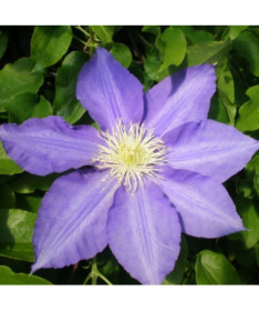 Clematis Lasurstern (large-flowered) 2L pot