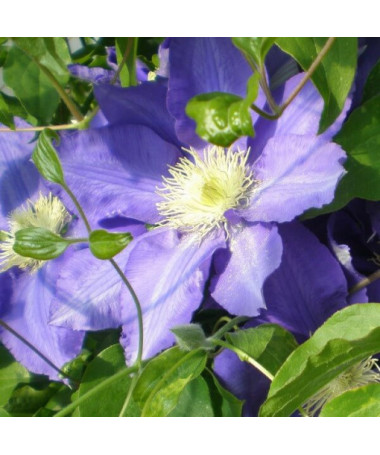Clematis Lasurstern (large-flowered) 2L pot