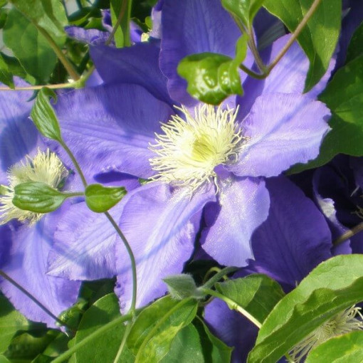 Clematis Lasurstern (large-flowered) 2L pot