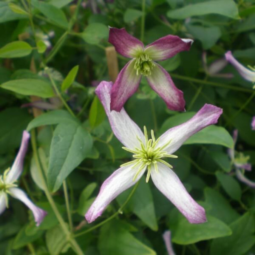 Clematis Rubromarginata (botanical) 2L pot