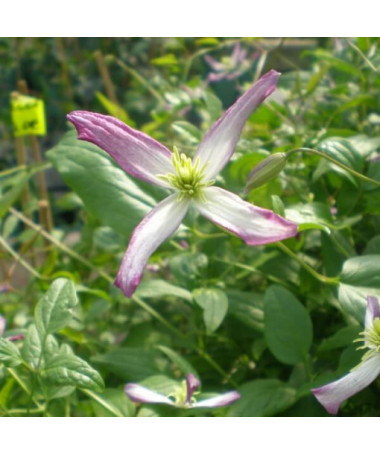 Clematis Rubromarginata (botanical) 2L pot