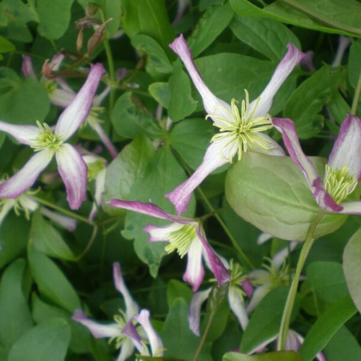 Clematis Rubromarginata (botanical) 2L pot