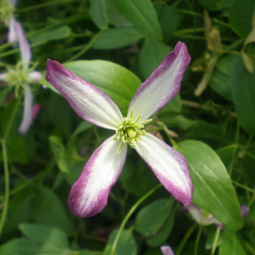 Clematis Rubromarginata (botanical) 2L pot
