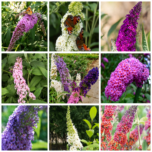 Set of 3 pieces - Buddleia in 2L pot