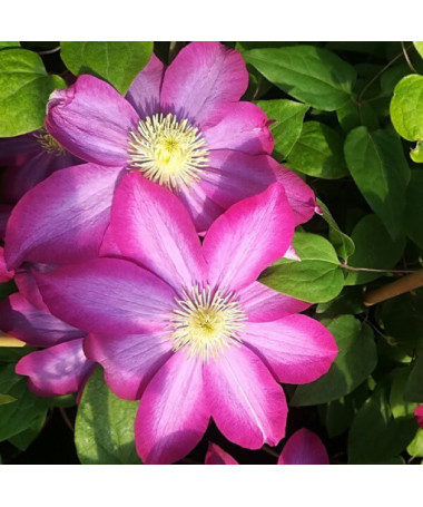Clematis 'Kakio Pink Champagne' 2L pot