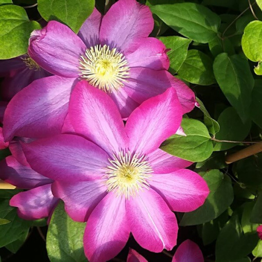 Clematis 'Kakio Pink Champagne' 2L pot