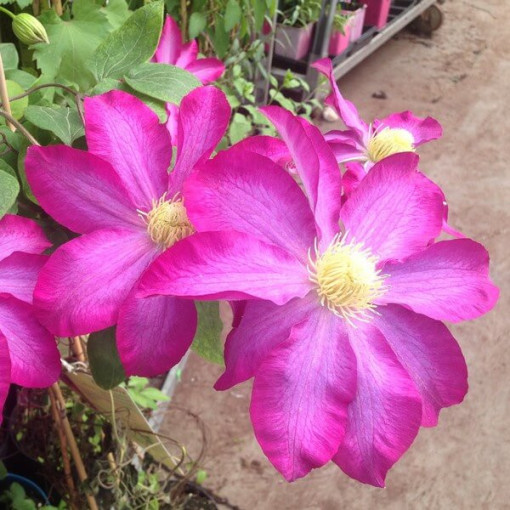 Clematis 'Kakio Pink Champagne' 2L pot