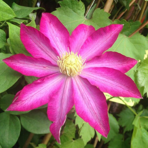 Clematis 'Kakio Pink Champagne' 2L pot