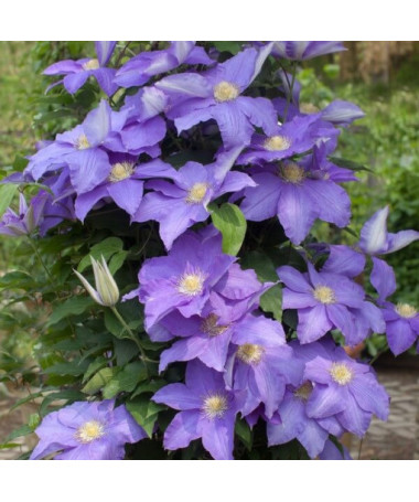 Clematis Rhapsody, 2L pot