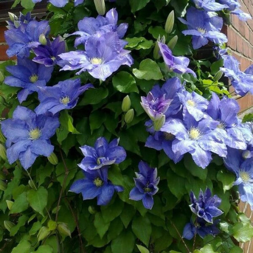 Clematis Rhapsody, 2L pot