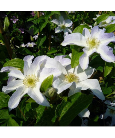 Clematis Yukikomachi (large-flowered), 2L pot
