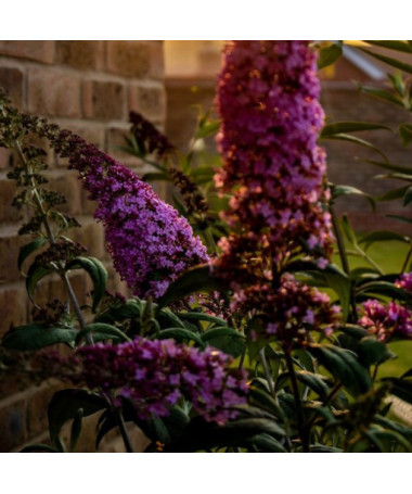 Set of 3 pieces - Buddleia in 2L pot