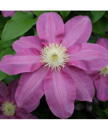 Clematis Vino (large-flowered), 4L pot
