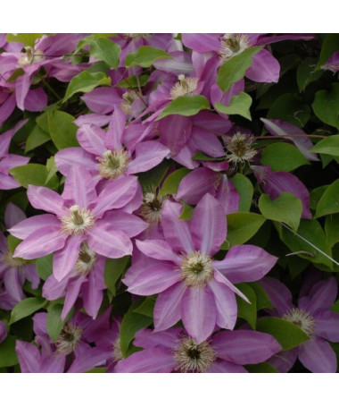 Clematis Vino (large-flowered), 4L pot