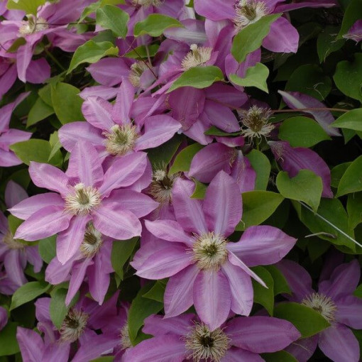 Clematis Vino (large-flowered), 4L pot