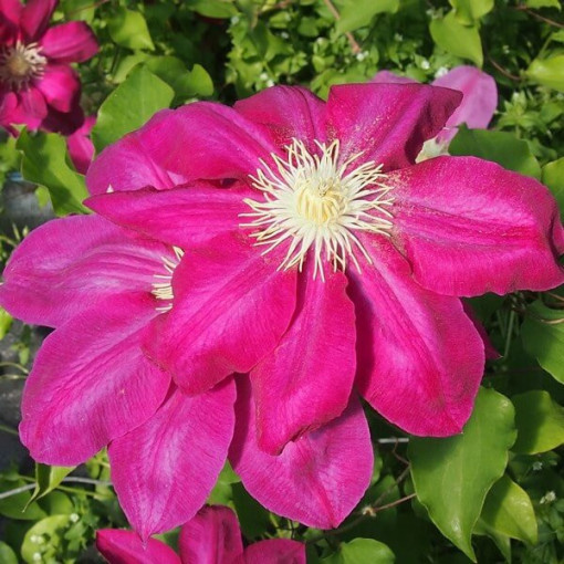 Clematis Vino (large-flowered), 4L pot