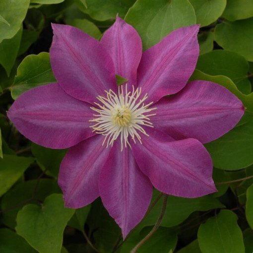 Clematis Vino (large-flowered), 4L pot